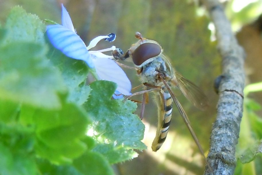 Episyrphus balteatus